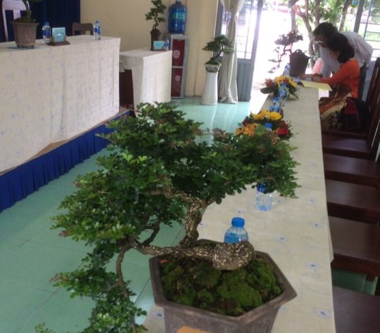 Cây bonsai Mini tuổi đời trên 15 tuổi